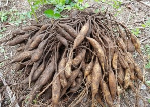 천문동 - 피부를 …