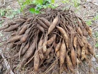 천문동 - 피부를 곱게