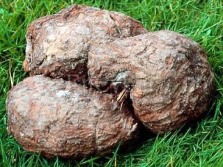 복령 - 뇌를 맑게 하고 정신을 편안케 한다.