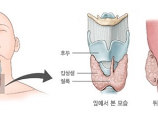 갑상선 - 체내 환경유지 "보안관"