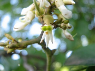 다릅나무-임파선과 갑상선 치료