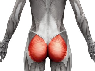 엉덩이 - 인간을 서게 만든 윗.아랫몸 이음새