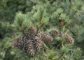 해송자(잣) - 비…