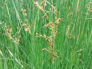 수총(큰고랭이)-전신부종 이뇨에 효험