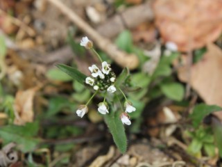 들풀 알면 약초가 보인다