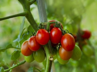 토마토 다이어트 효과 만점!