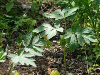 시퍼런 멍 - 당귀, 꿀먹으면 완화