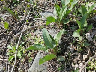 소루장이-변비, 피부질환에