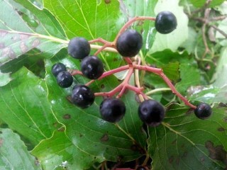 빼빼목(신선목)-강력한 천연 이뇨제