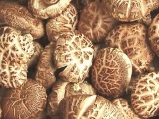 스트레스 해소, 이젠 표고버섯으로 하세요