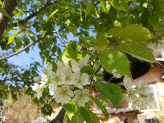 구룡목-중풍, 각종 간질환과 신경통에