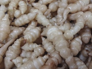 초석잠-파킨슨병과 치매에