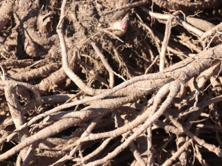 독활(땅두릅뿌리)