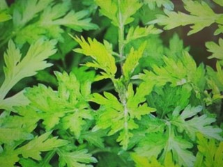 만성피로 - 『쑥 으뜸』