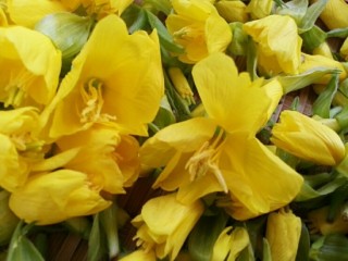 달맞이꽃-감기, 인후염, 당뇨병