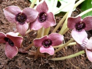 족두리풀(세신)-어혈, 사지마비, 근육통에