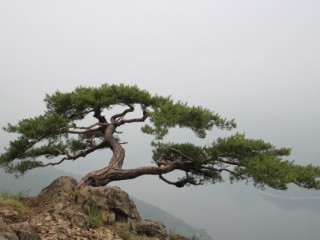 솔-불로장생약의 첫째