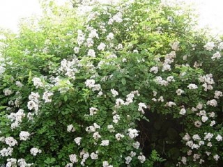 찔레나무-부인과 질환에