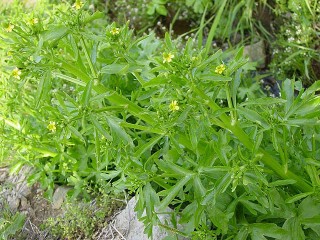 구룡초(놋동우)-구안와사 치료