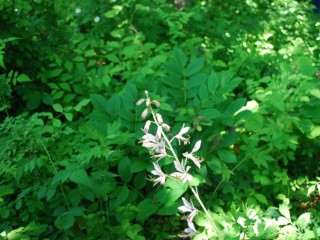 백선-알레르기성 비염, 기침, 천식, 간염 등에