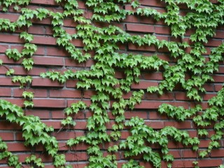 담쟁이덩굴-당뇨, 어혈, 근육통에