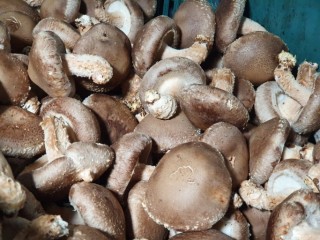 표고버섯은 『천연 면역제』