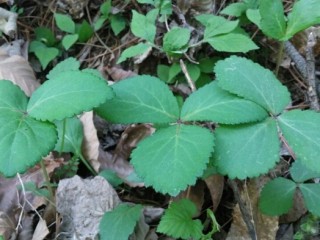 연삼-당뇨병 근치