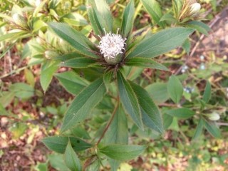 삽주(창출, 백출) - 진정 작용