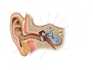 귀(2) - 몸에서 가장 차가운 최초 감각기관
