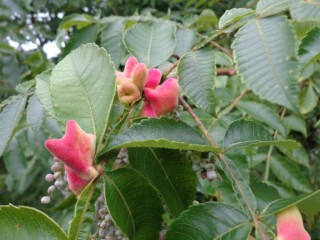 붉나무(오배자나무)-대장염, 오랜 기침, 설사 치료