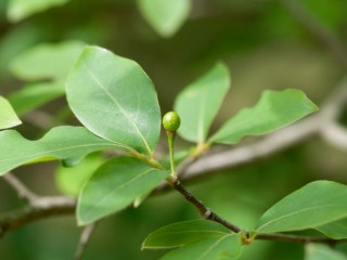 감태나무-어혈과 마비에