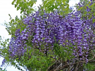 등나무-변비, 근육통, 관절염