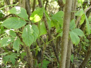 가시오갈피 (가시오가피)