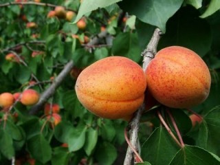 살구(행인) - 급성폐렴 등에 사용