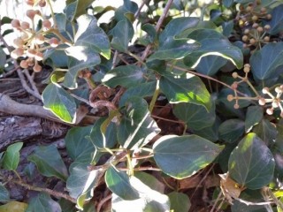 송악(상춘등)-간염, 황달에