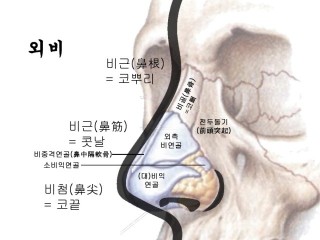 코 - "걸어다니는 공기청정기"