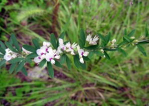 야관문(비수리)-천…