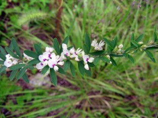 야관문(비수리)-천연 비아그라
