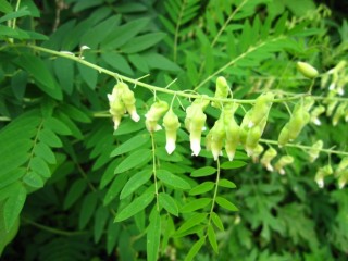 황기 - 심장기능을 향상