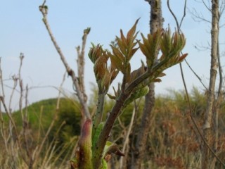 두릅나무-당뇨병, 신경쇠약