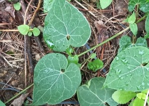 하수오 - 정기회복…