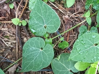 하수오 - 정기회복 탁월