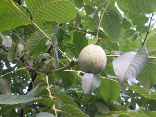 호도나무-피부를 윤택하게, 백발을 검게