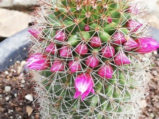 선인장-두통, 불면증, 당뇨병