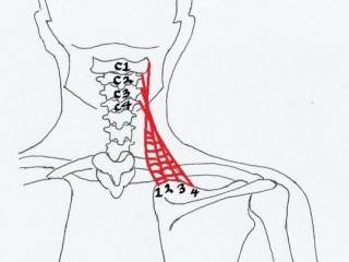 목/어깨 - 목은 의료사고 다발지역