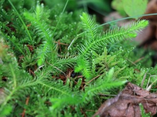석송-소아마비, 좌골신경통에