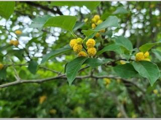 꾸지뽕나무-암세포 없애고 부인병의 명약