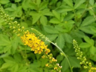 짚신나물-항암효과 탁월