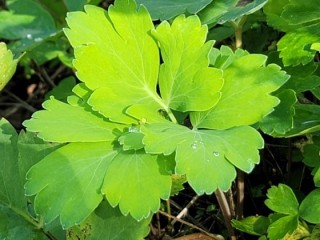 고혈압에 좋은 '방풍환'