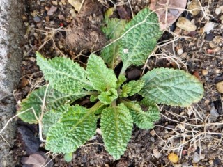 곰보배추-기침과 감기 특효약